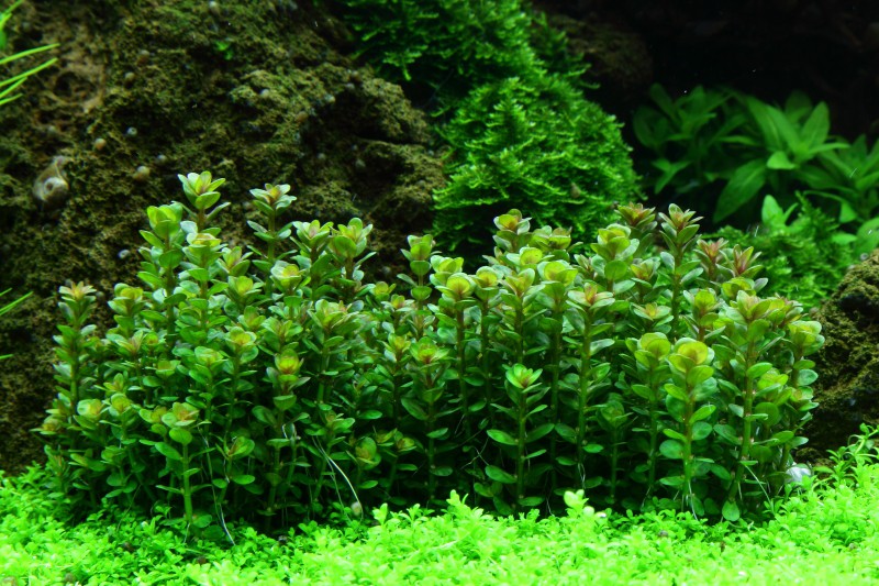 Rotala rotundifolia 'Bonsai' (Rotala 'Bonsai')